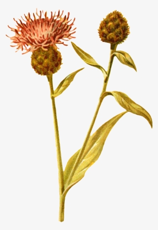 A Forked Open Flower Branch Transparent Decorative #8719137