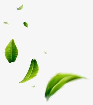 Tea Leaves 03 Tea Leaves - Illustration #8719528 Tea Leaves 03 Tea Leaves - Illustration #8719528