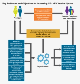 Key Audiences And Objectives For Increasing U - Healthy People 2020 Objectives Hpv #8722360