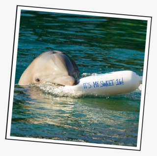 Enter To Win Discovery Cove's Splashy Sweet - Bottlenose Dolphin #8724096