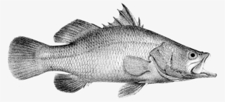 Lates Calcarifer - Perch #8729026