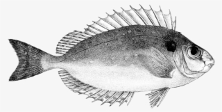 Siganus Canaliculatus #8729184