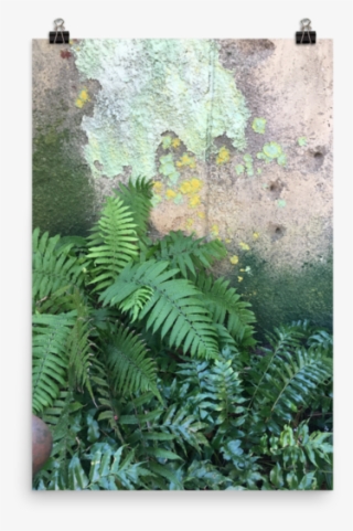Ferns Print #8729523