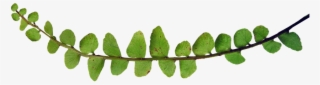 Fern, Small Leaf, Plant - Stock.xchng #8729611