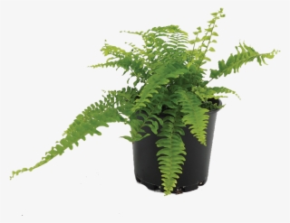 Boston Fern - Ostrich Fern #8729671