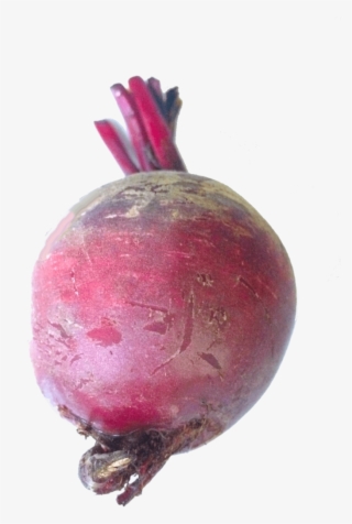 Beet - Common Beet #8730709