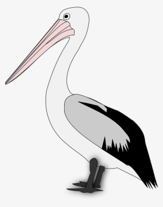 Pelican Png Transparent - Pelican Graphics #8732050