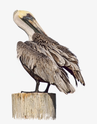 Click And Drag To Re-position The Image, If Desired - Brown Pelican #8733052