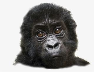 Mountain Gorilla #8733529