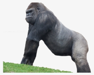 Gorilla Sanctuary - Western Lowland Gorilla #8733804