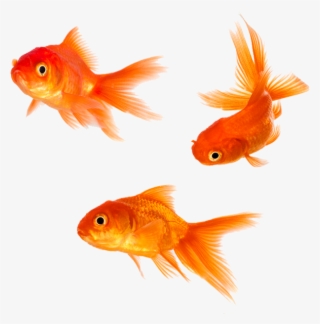 Goldfish Png #8734526