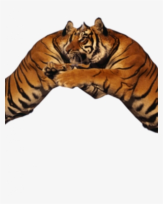 Lion Duo Png Visual Tiger Face Mask Editing - Tiger #8734975