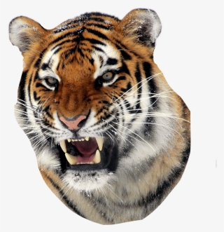 Tiger Sticker - Tiger Steps Back Quote #8735490