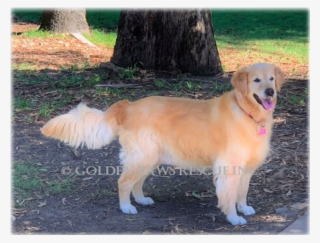 Donate To Petrescue - Golden Retriever #8738433
