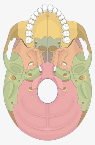 Bone Markings Quiz Bones View Featured Image - Pterygoid Process #8740146