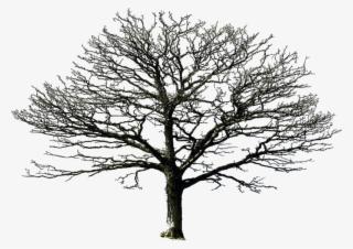 Bare Tree Png By Doloresminet - Bare Tree Png #8740275