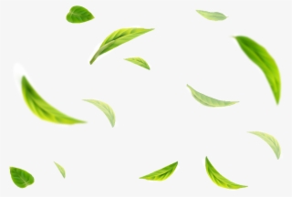 Green Tea Flavour #8740586