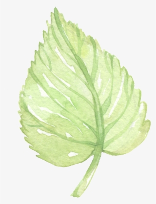 Hand Painted Green Leaf Png Element - Slippery Elm #8741350