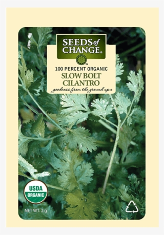 Organic Slow Bolt Cilantro Seeds - Seed #8741401