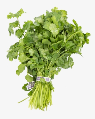 Cilantro - Parsley #8742382