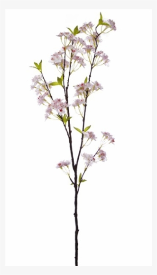 Magnolia #8743116 Magnolia #8743116