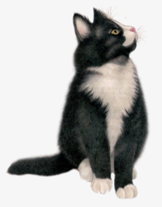 Tubes Png Chats - Tube Png Chat #8743297