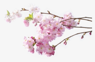 10 Pm 434073 Holiday Independence Day 12/26/2016 - Cherry Blossom #8743332