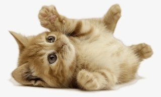 13 - Dünyanın En Şirin Hayvanı #8745199