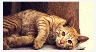 Common Cat Toxins - Cat #8745879