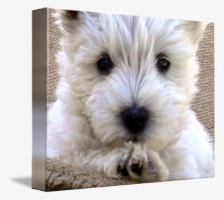 By West Highland White - West Highland White Terrier #8746091