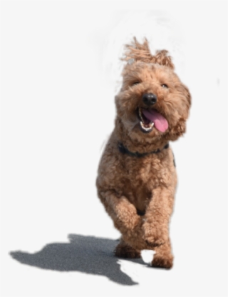 Adorablepup Dog Puppy Adorable Adorablepuppy Cute Pup - Companion Dog #8746131