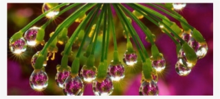 Flower Water Drop Reflection #8750859