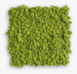 Rendiermos Schilderij 35 Cms X 35 Cms Mg - Stylegreen Islandmoos #8752272