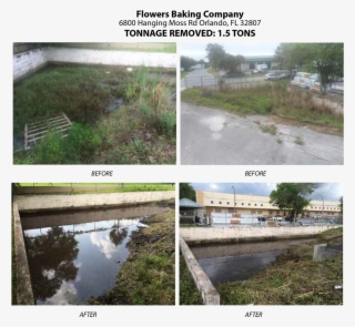 Florida Pond Cleaning Before And After Seven - Freshwater Marsh #8752801