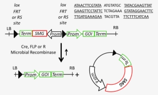 Figure 3 - - Marker Genes #8754591