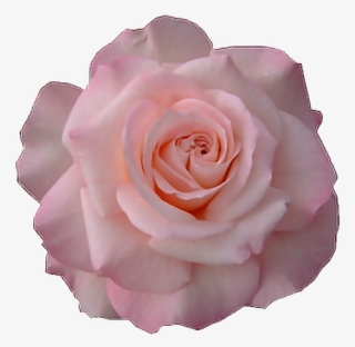 Tumblr Flower Transparent - Floribunda #8754983