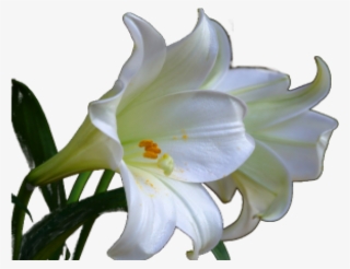 Easter Sunday Easter Lily #8756416