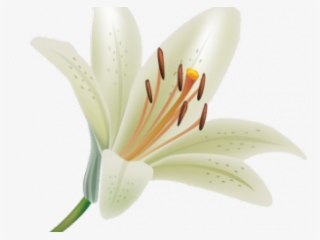 Lily Clipart Transparent Background - Lily Flower Transparent Background #8756625
