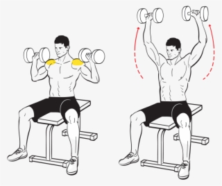 Seated Military Press - Biceps Curl #8756778