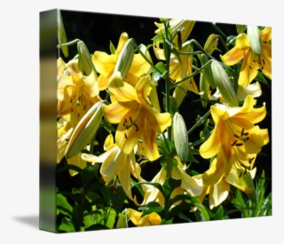 Lilies Yellow Lily Art Prints Floral Basle - Lily Flower #8756965