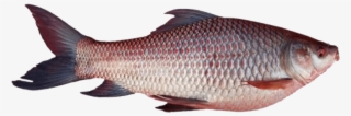 Free Png Download Ghol Fish Png Png Images Background - Rohu Fish Tamil Name #8757924