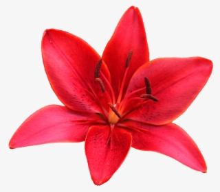 Lily Sticker - Orange Lily #8758774 Lily Sticker - Orange Lily #8758774