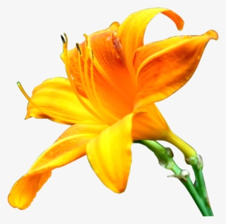 Lilly Flower Png Images Pics Photos For Designs - Orange Lily #8758873