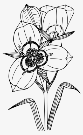 Drawing Computer Icons Sego Lily Flower Coloring Book - Sego Lily Clipart #8758968