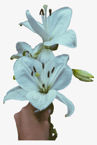 Lilies Sympathy Flowers - Stargazer Lily #8759020