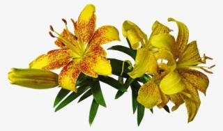 Lily, Asiatic, Flower, Bulb, Garden, Nature - Tiger Lily #8759217