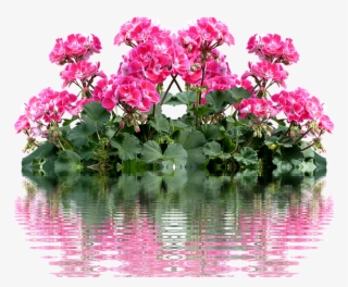 Geranium, Balkonblumen, Summer, Balcony Plant, Flower - Geraniums #8764398