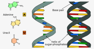 Differential Rna Expression In Late Onset Fetal Growth - Nucleic Acid Structure #8764741
