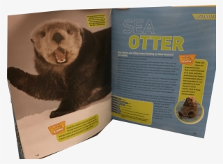 Ocean-pedia - Ferret #8766259