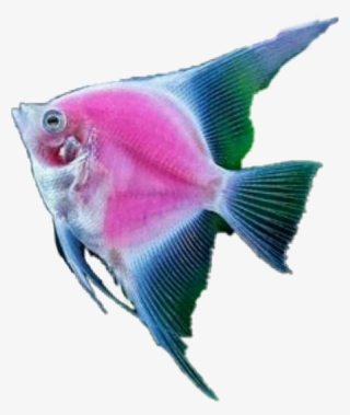 Fish Tropicalfish Scseacreatures Seacreature - Marine Biology #8767151